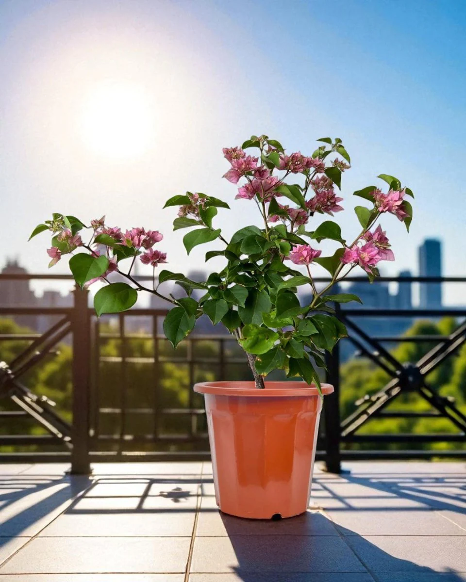 Bougainvillea - Image 7