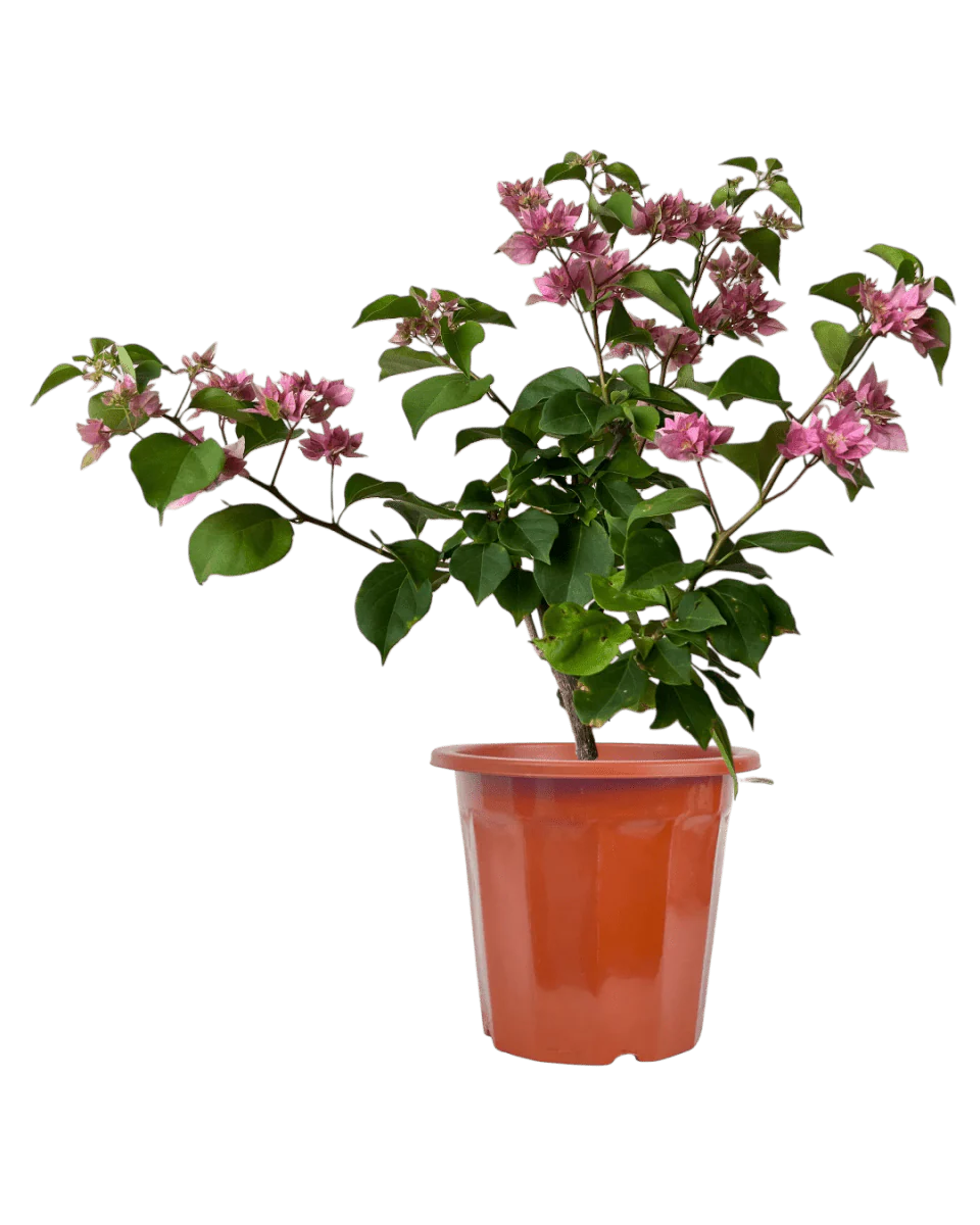 Bougainvillea - Image 8
