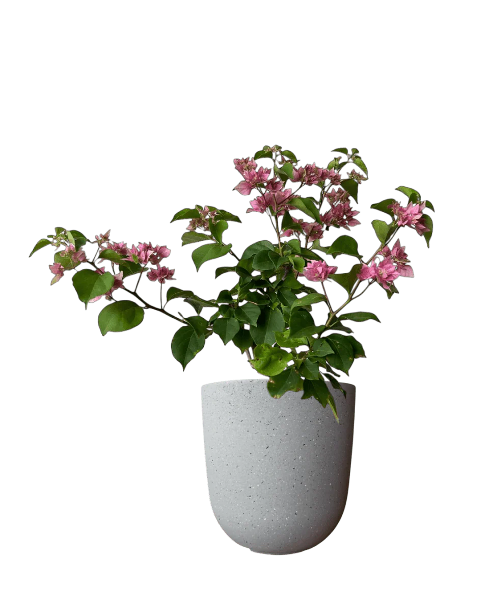 Bougainvillea - Image 9