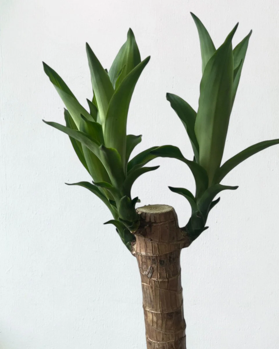 Large Dracaena Fragrans (Iron Tree) - Image 4