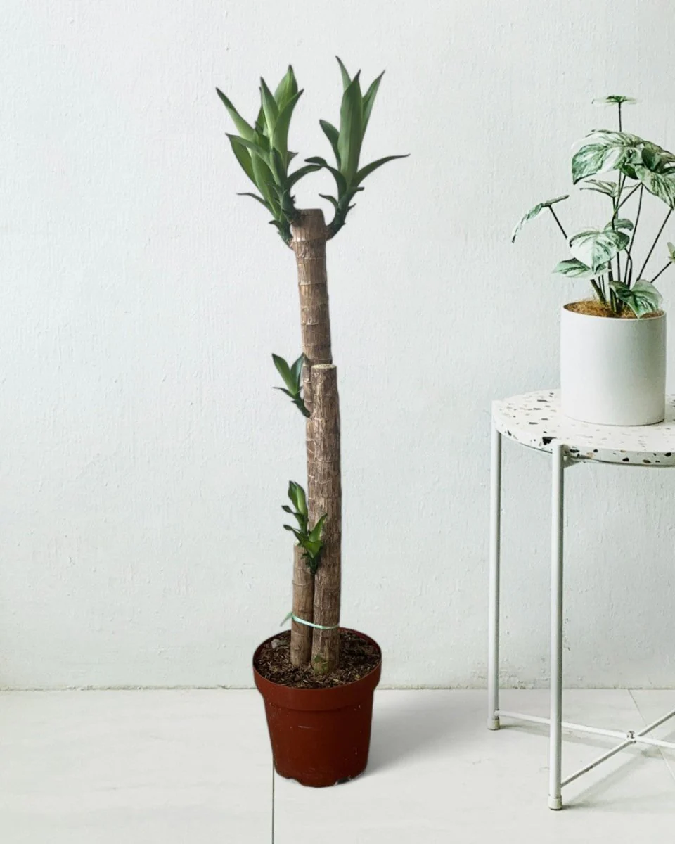 Large Dracaena Fragrans (Iron Tree) - Image 7