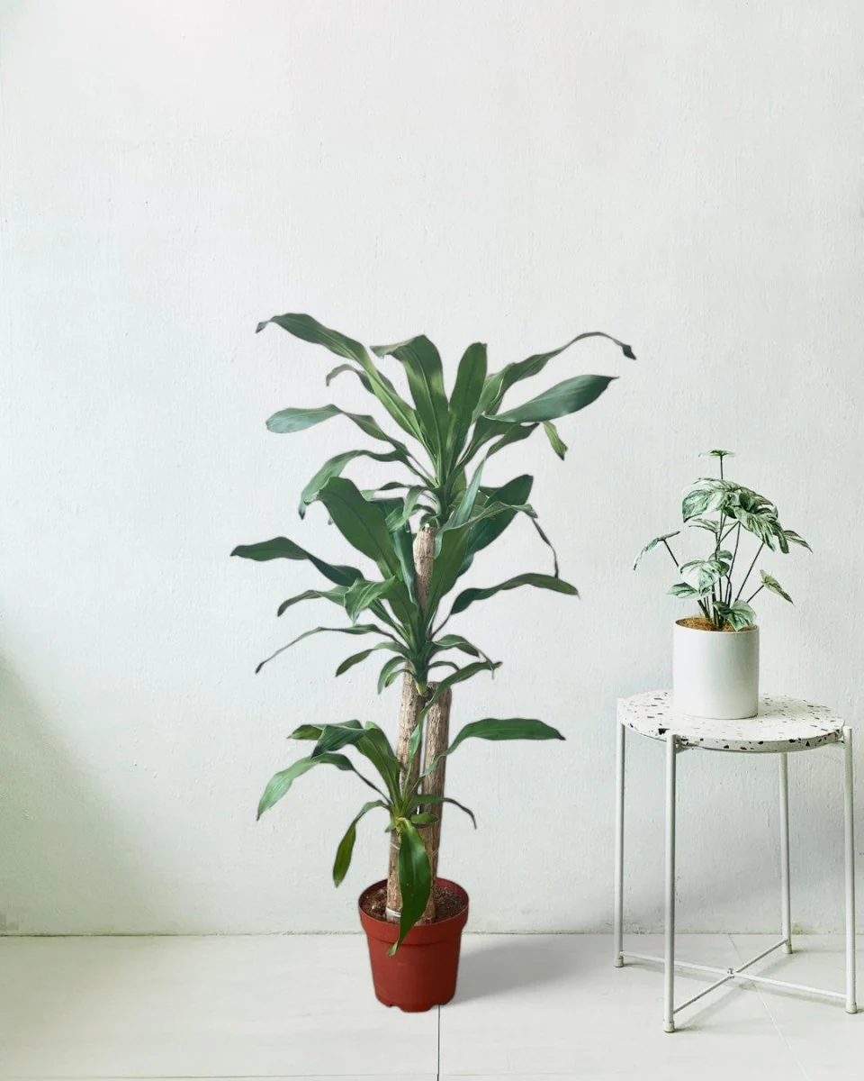 Large Dracaena Fragrans (Iron Tree) - Image 8