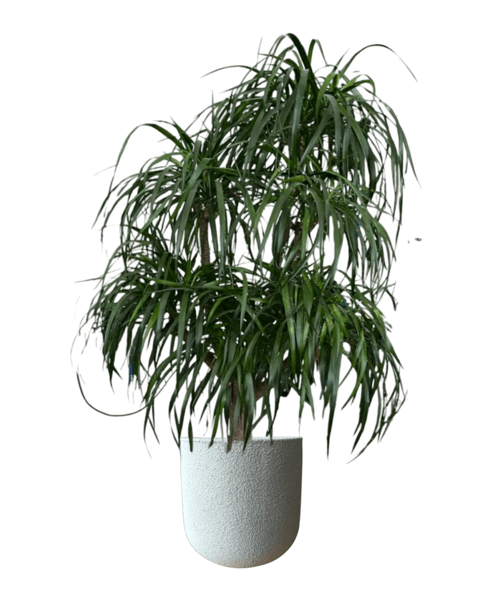 Dracaena Tree XXL
