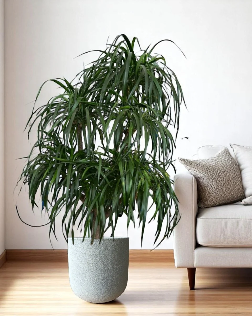 Dracaena Tree XXL - Image 2