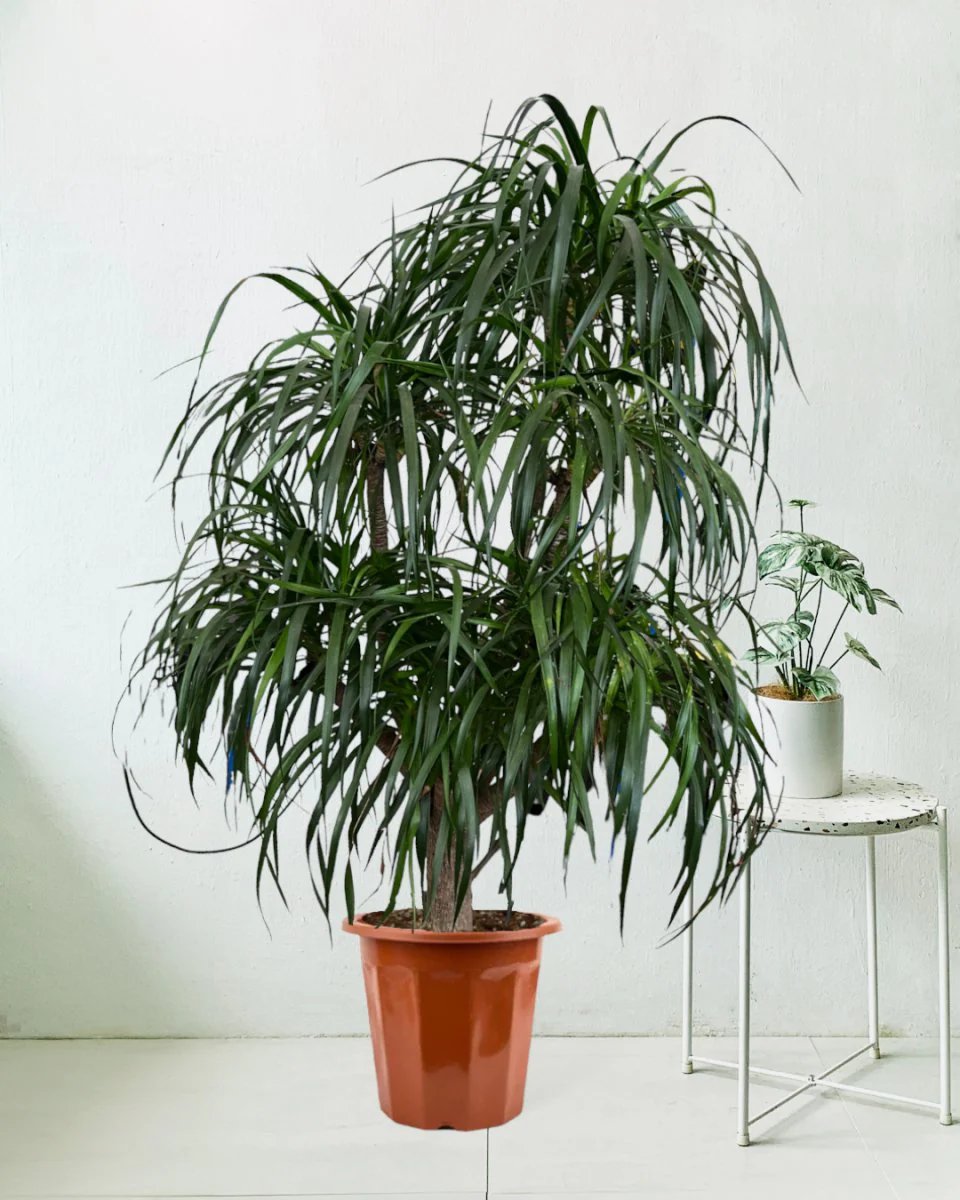 Dracaena Tree XXL - Image 3