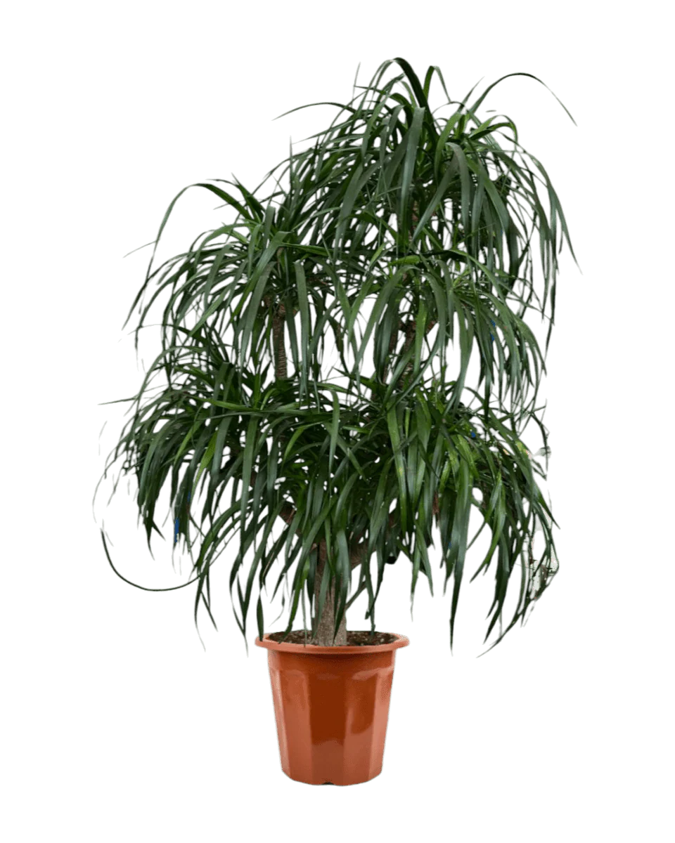 Dracaena Tree XXL - Image 4