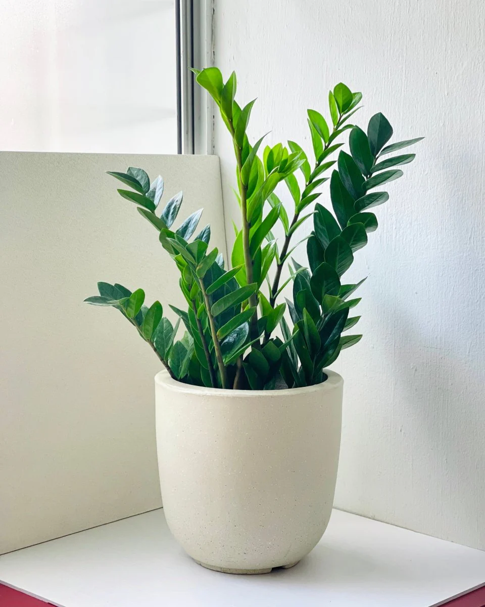 Zeni Planter - Large - Image 2