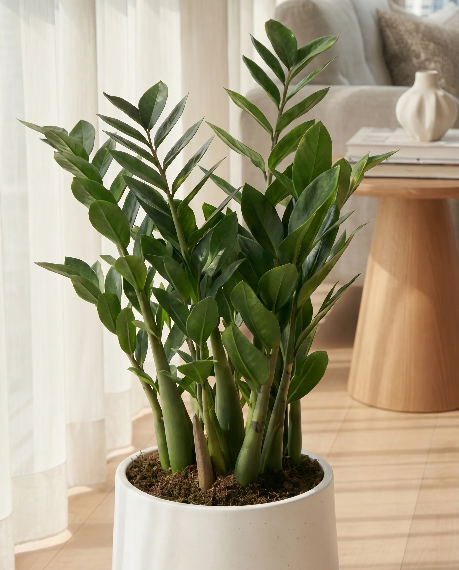 ZZ Plant - Large - Image 3