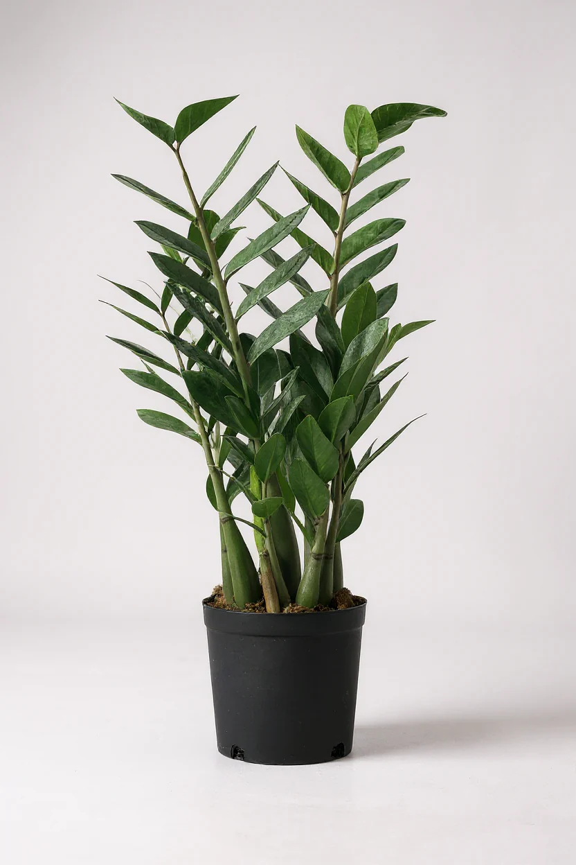 ZZ Plant - Large - Image 7