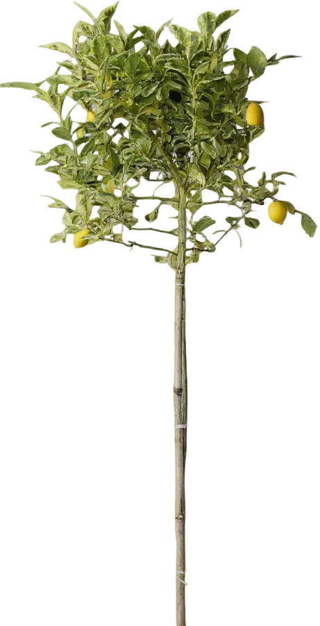 Lemon Tree Variegated (1.3-1.5m) - Image 13