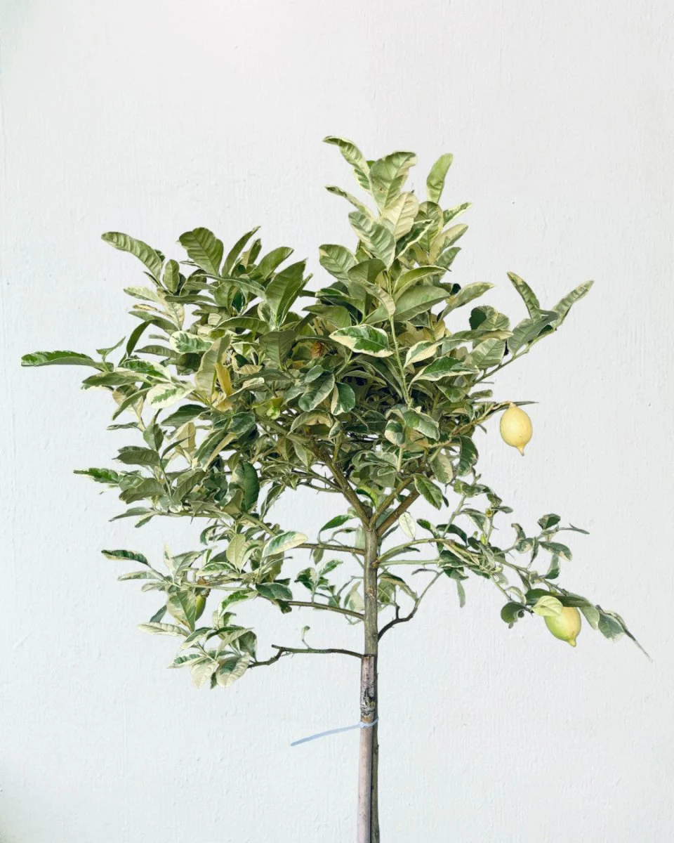 Lemon Tree Variegated (1.3-1.5m) - Image 7