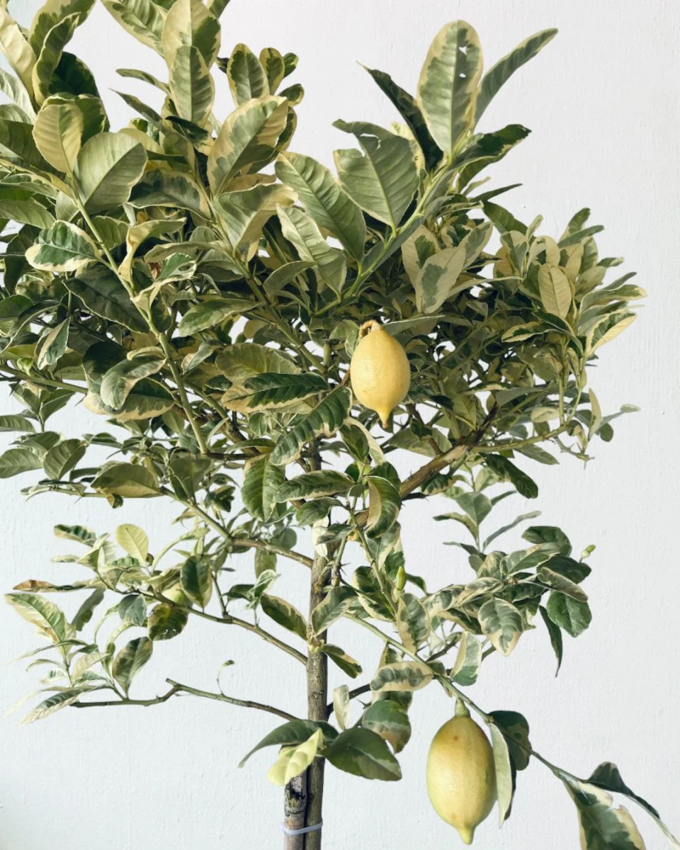 Lemon Tree Variegated (1.3-1.5m) - Image 8