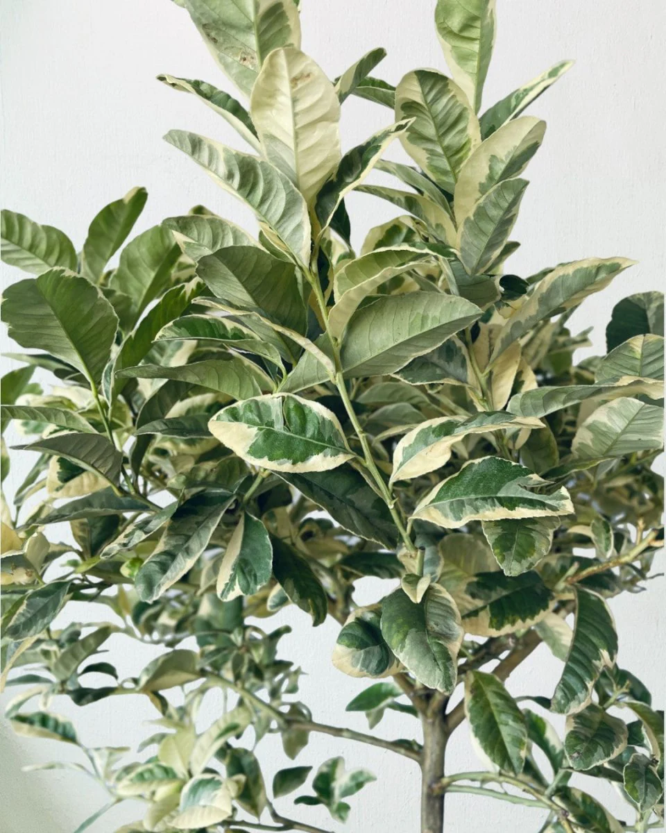 Lemon Tree Variegated (1.3-1.5m) - Image 9