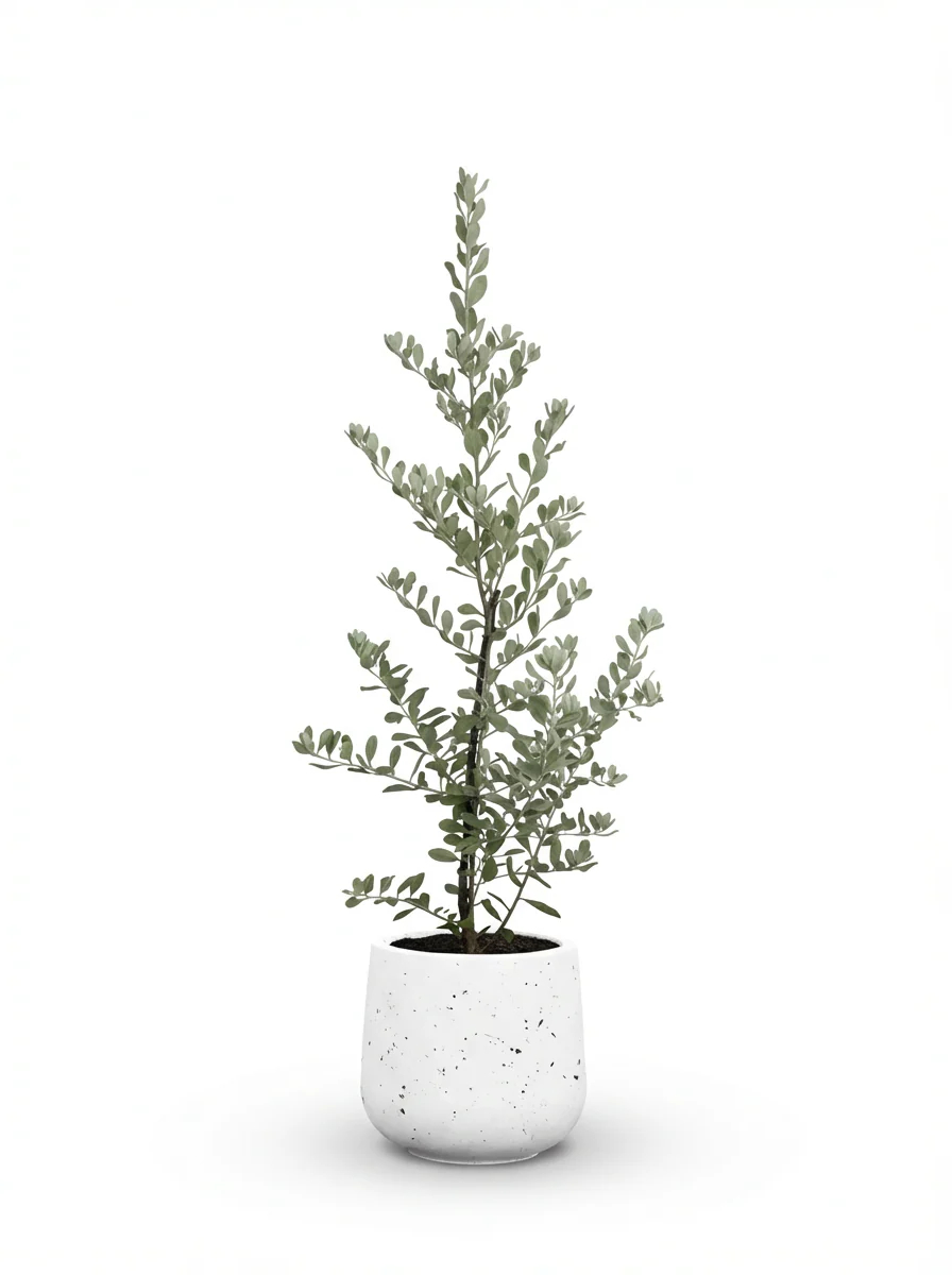 Leucophyllum Frutescens Junior – Texas Sage / Silver Bush - Image 6