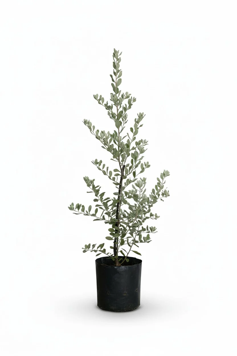 Leucophyllum Frutescens Junior – Texas Sage / Silver Bush - Image 7