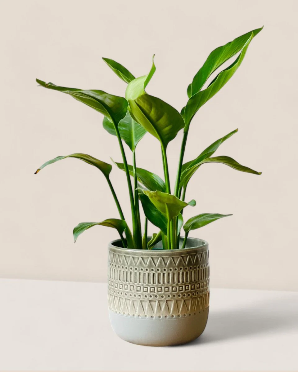 Lexie Ceramic Pot - Image 4