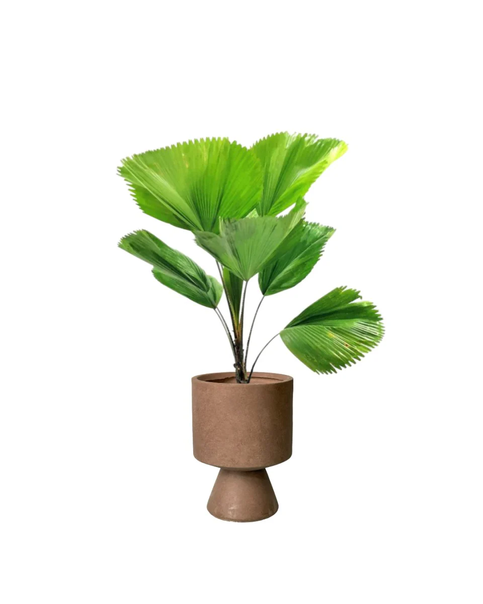 Licuala Grandis / Ruffled Fan Palm