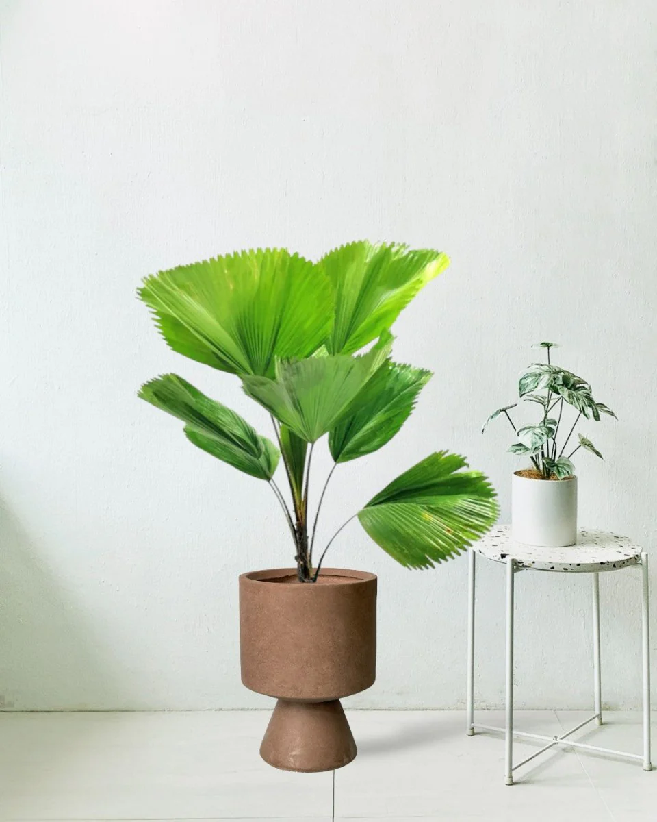 Licuala Grandis / Ruffled Fan Palm - Image 2