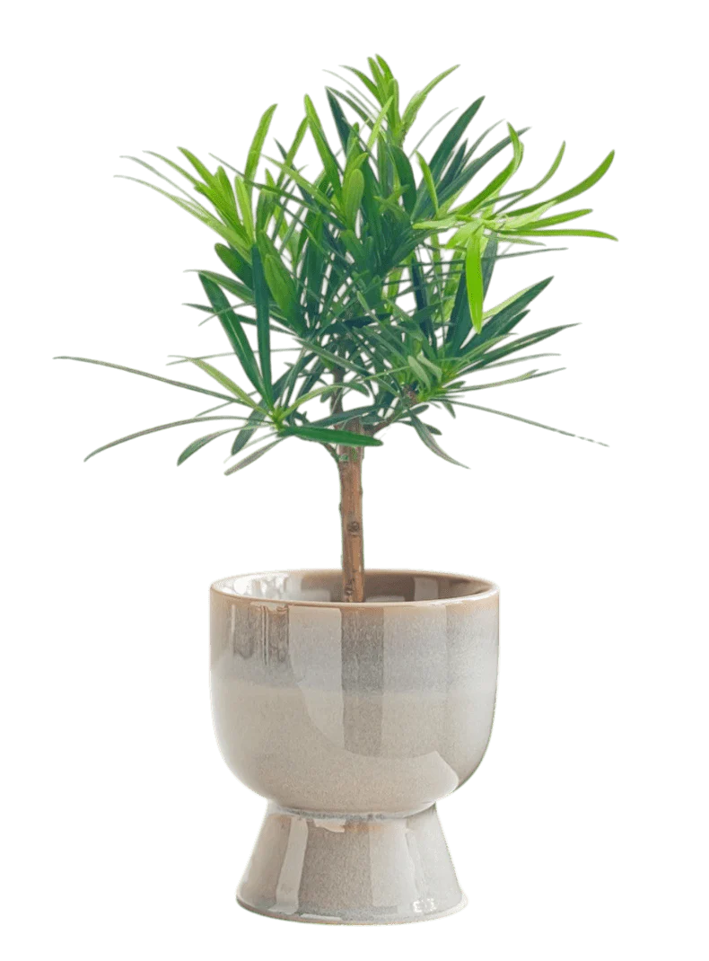 Lumi Glaze - Image 5