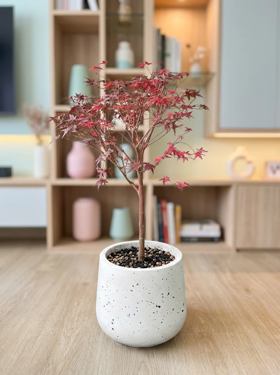 Maple Tree Bonsai (Acer Palmatum) - Image 3