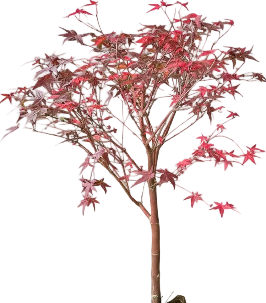 Maple Tree Bonsai (Acer Palmatum) - Image 6