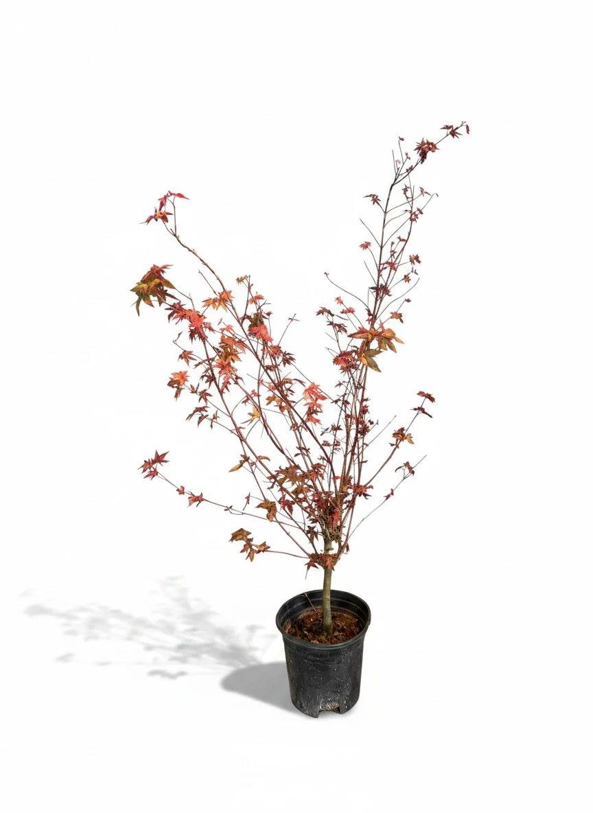 Maple Tree Bonsai (Acer Palmatum) - Image 7