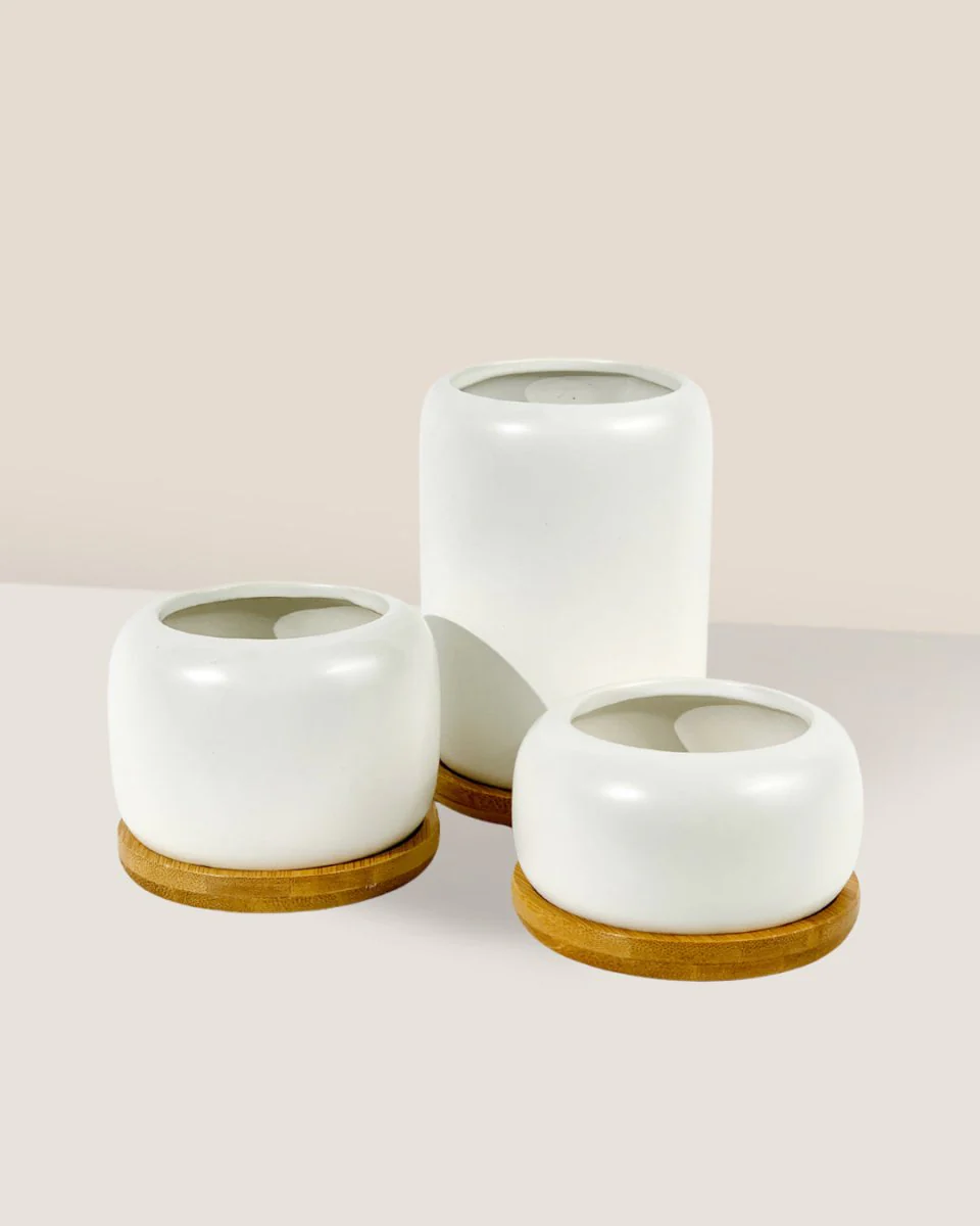 Matte White Cement Pot with Wooden Tray - Tall - Image 2