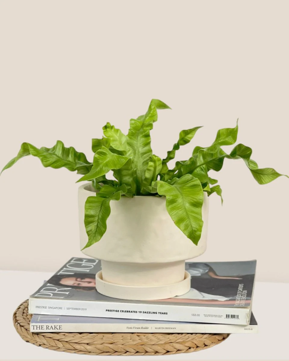 Astra Pot - Medium - Image 11