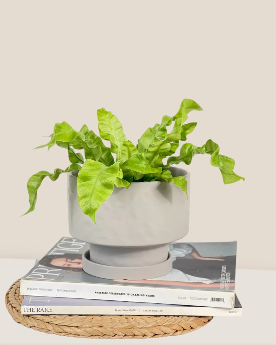 Astra Pot - Medium - Image 2