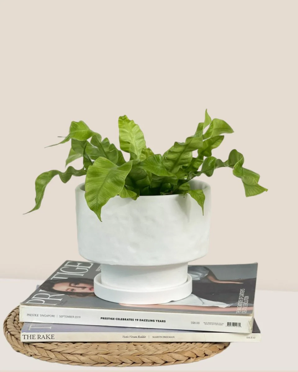 Astra Pot - Medium - Image 5