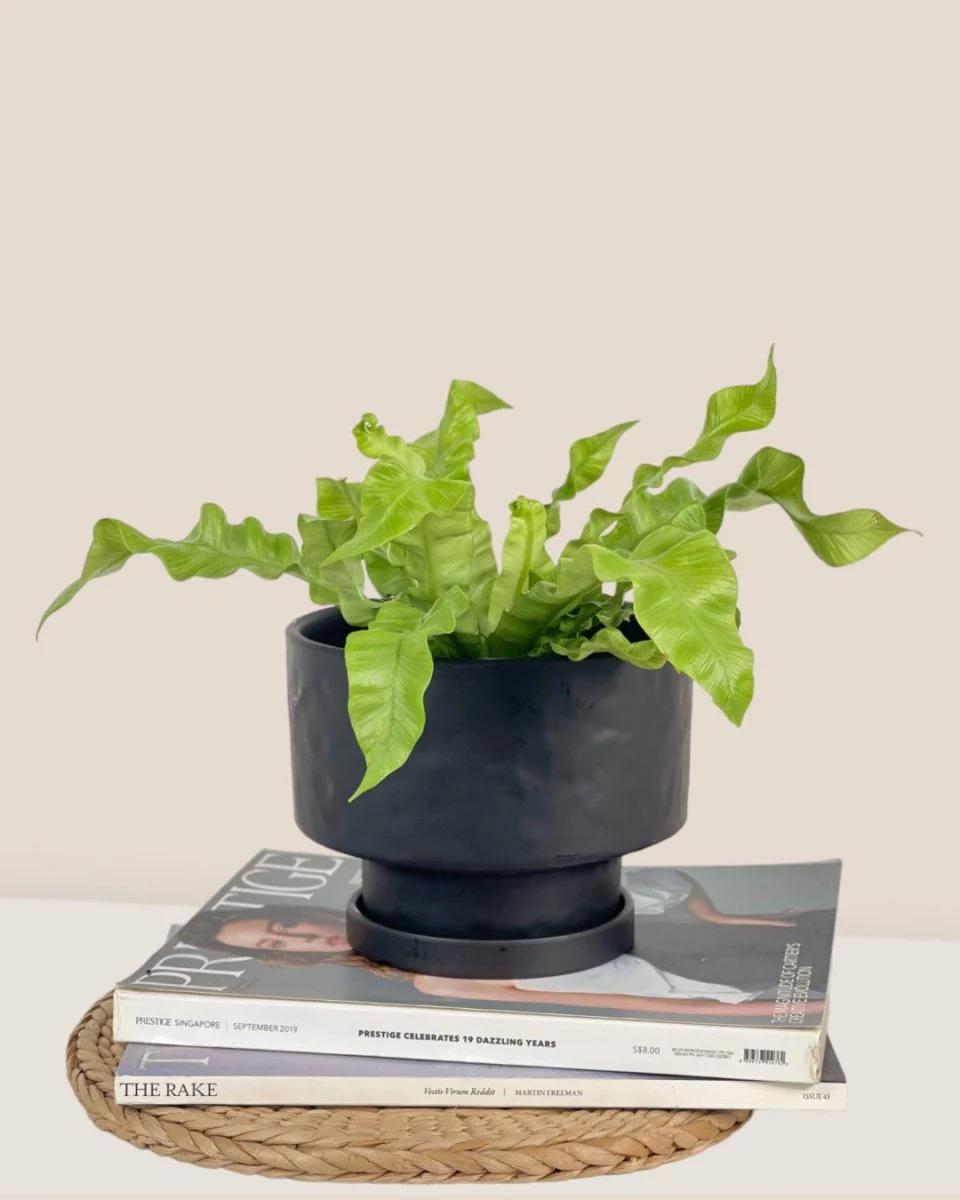 Astra Pot - Medium - Image 8