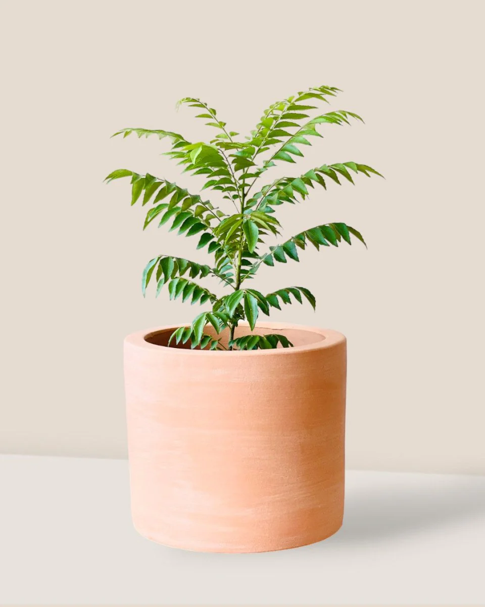 Medium Curry leaf Plant - Image 10