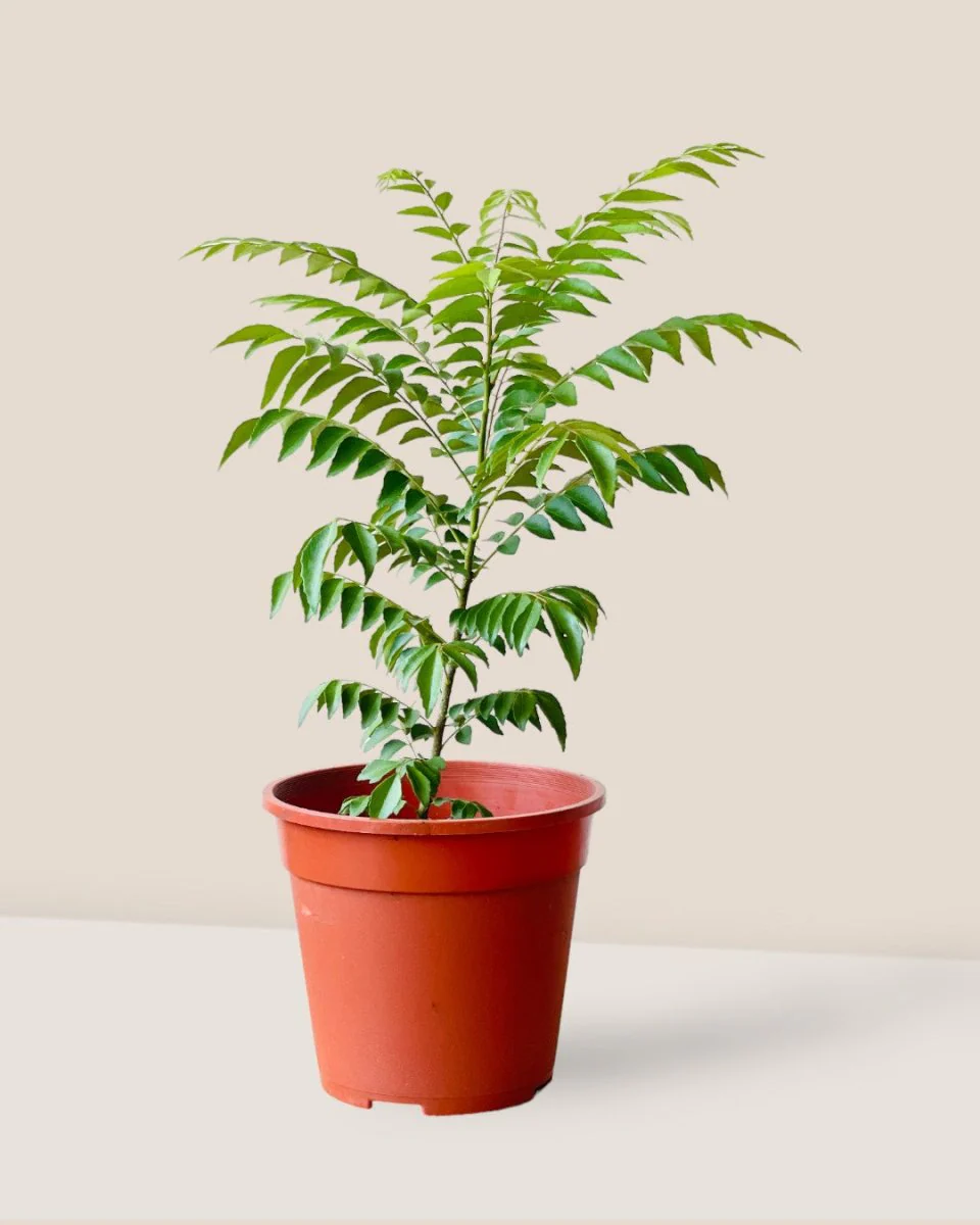 Medium Curry leaf Plant - Image 11