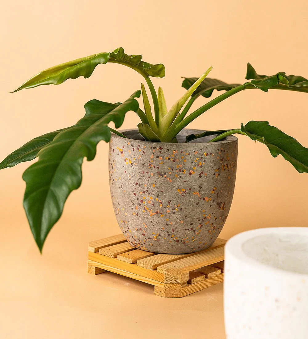 Egg Pots - Medium - Image 7
