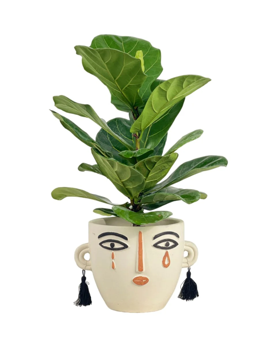 Medium Ficus Lyrata