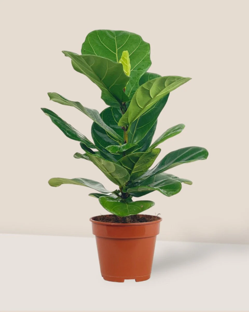 Medium Ficus Lyrata - Image 3
