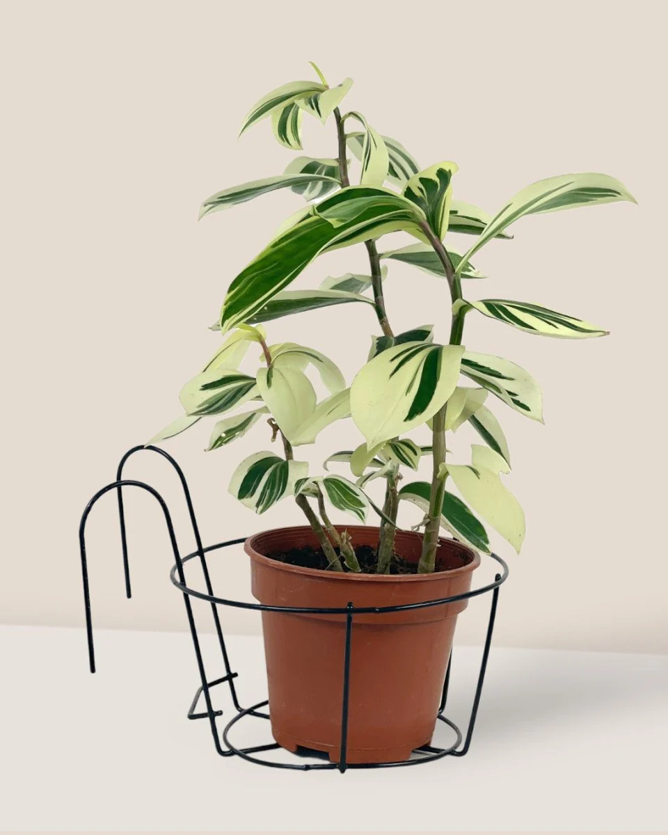 Hanging Rack - Medium - Image 2