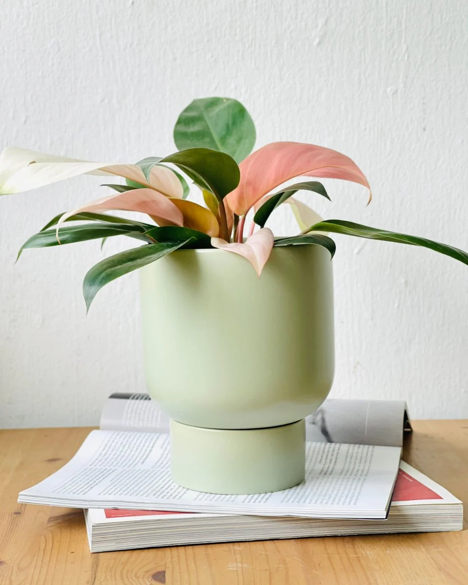 Nicole Ceramic Pot - Medium - Image 4