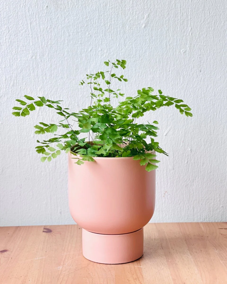Nicole Ceramic Pot - Medium - Image 9