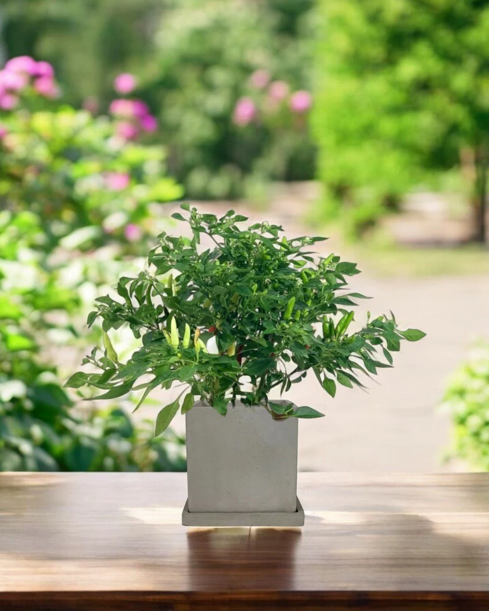 Smoffy Cement Planter - Medium - Image 2