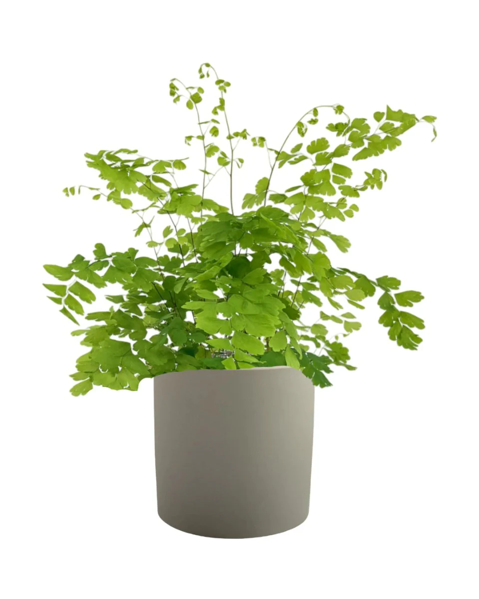 Adiantum - Maidenhair Fern Plant - Image 10