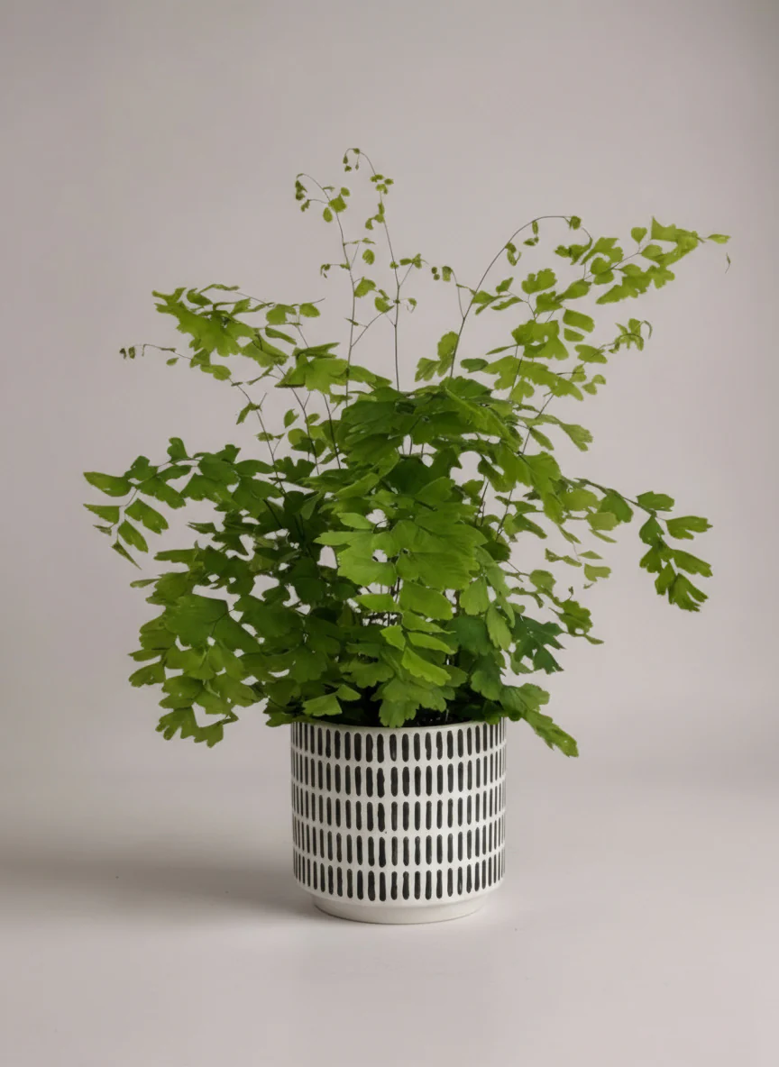 Adiantum - Maidenhair Fern Plant - Image 4