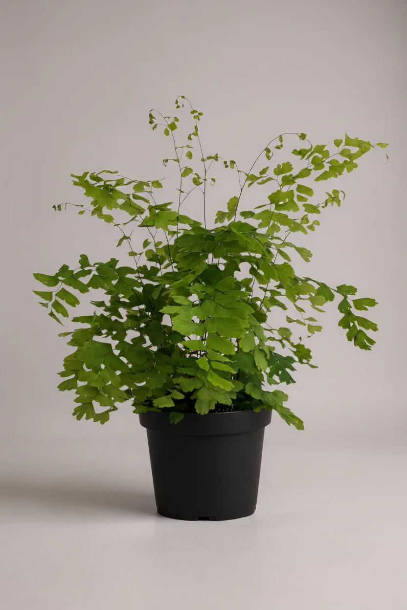 Adiantum - Maidenhair Fern Plant - Image 5