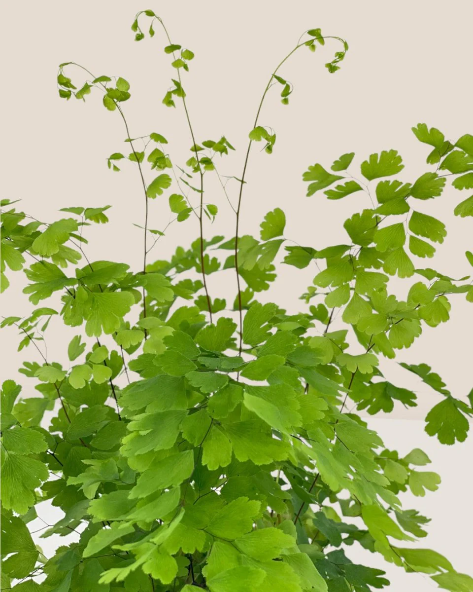 Adiantum - Maidenhair Fern Plant - Image 6