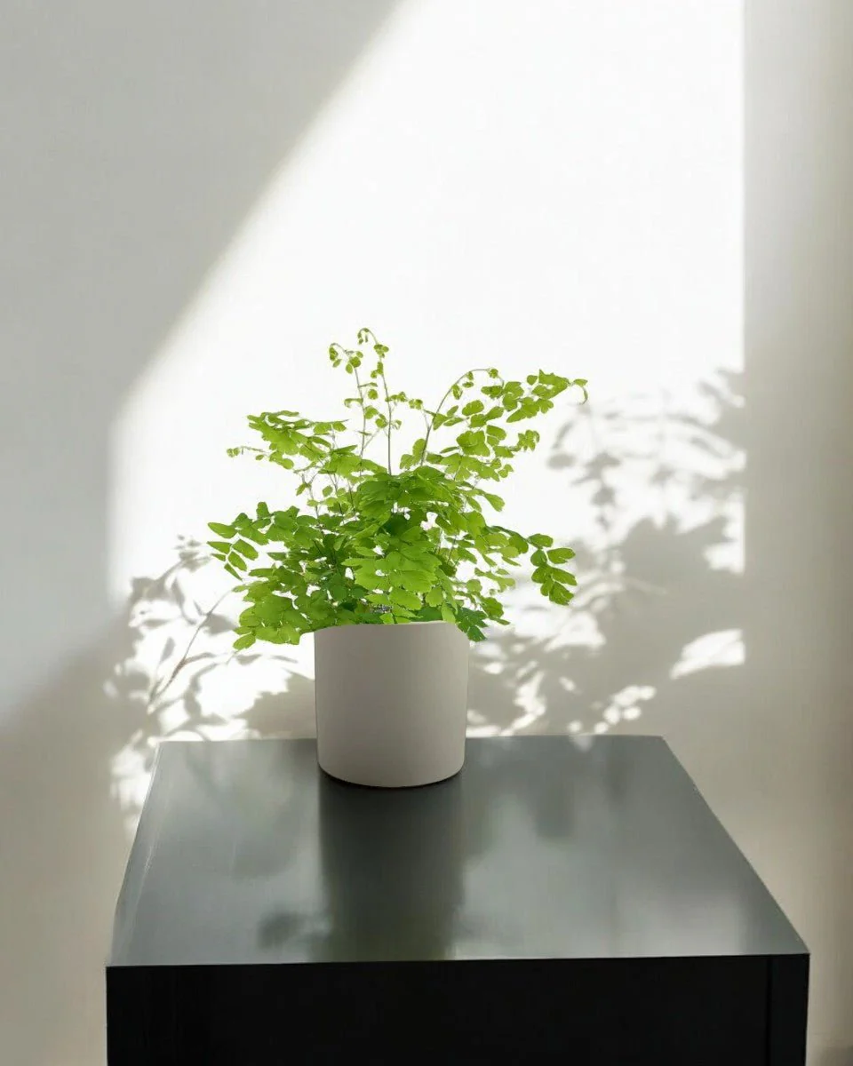 Adiantum - Maidenhair Fern Plant - Image 7