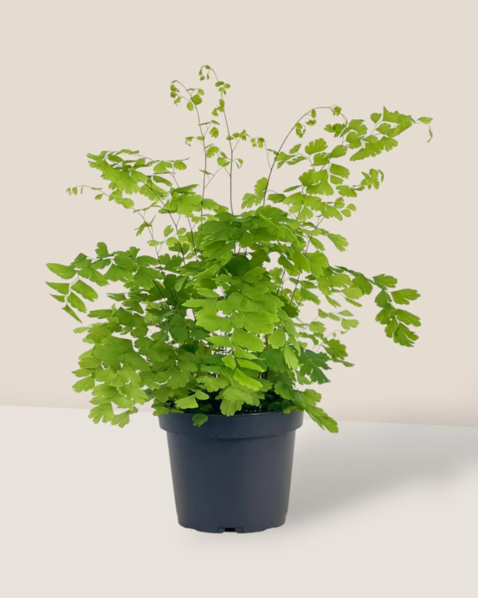 Adiantum - Maidenhair Fern Plant - Image 8