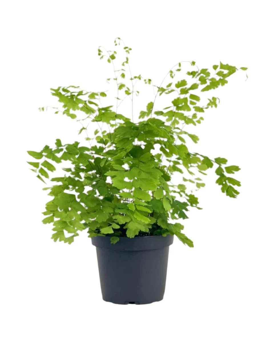 Adiantum - Maidenhair Fern Plant - Image 9