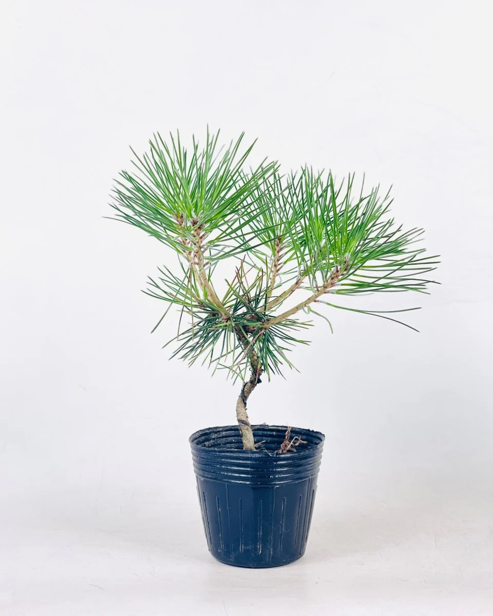 Miniature Japanese Black Pine/Pinus Thunbergii - Image 7