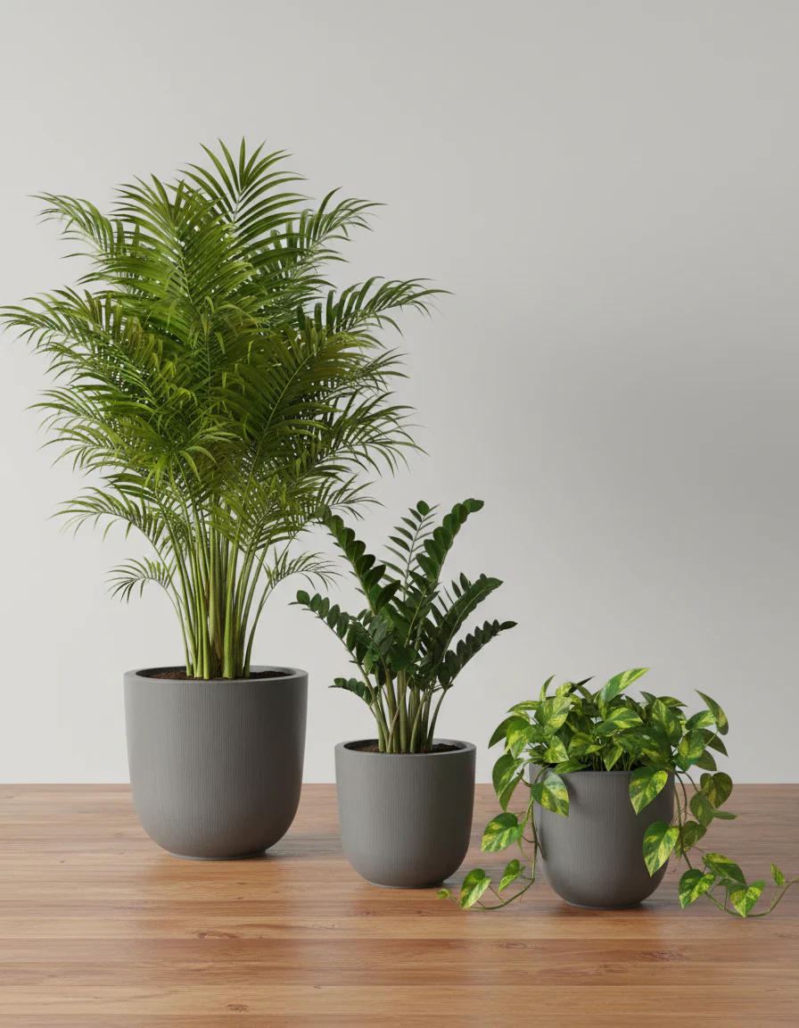 Minimalist Potted Plant Set