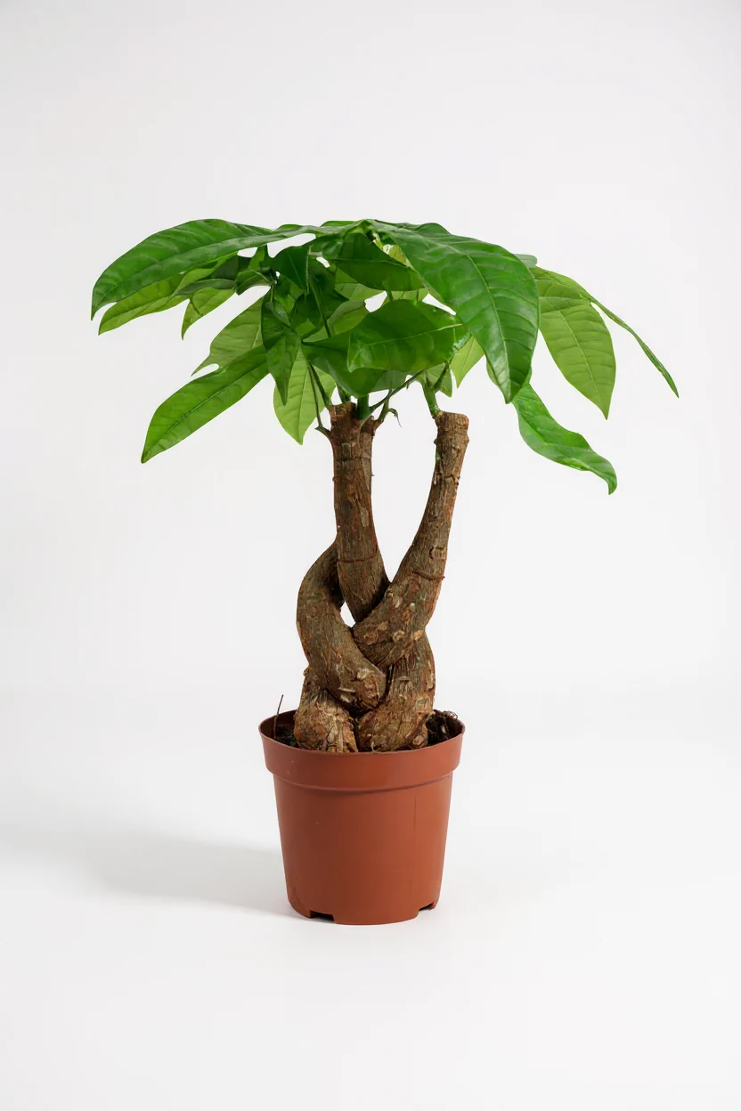 Money Tree Fat Luck - Image 7
